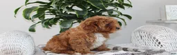Cavapoo dogs for sale: Cavapoo Puppy 1 - Ad 2