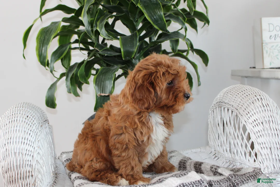 Cavapoo dogs for sale: Cavapoo Puppy 1 - Ad 2