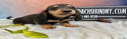 Miniature Dachshund dogs for sale: Champion Cappuccino boy - Ad 6