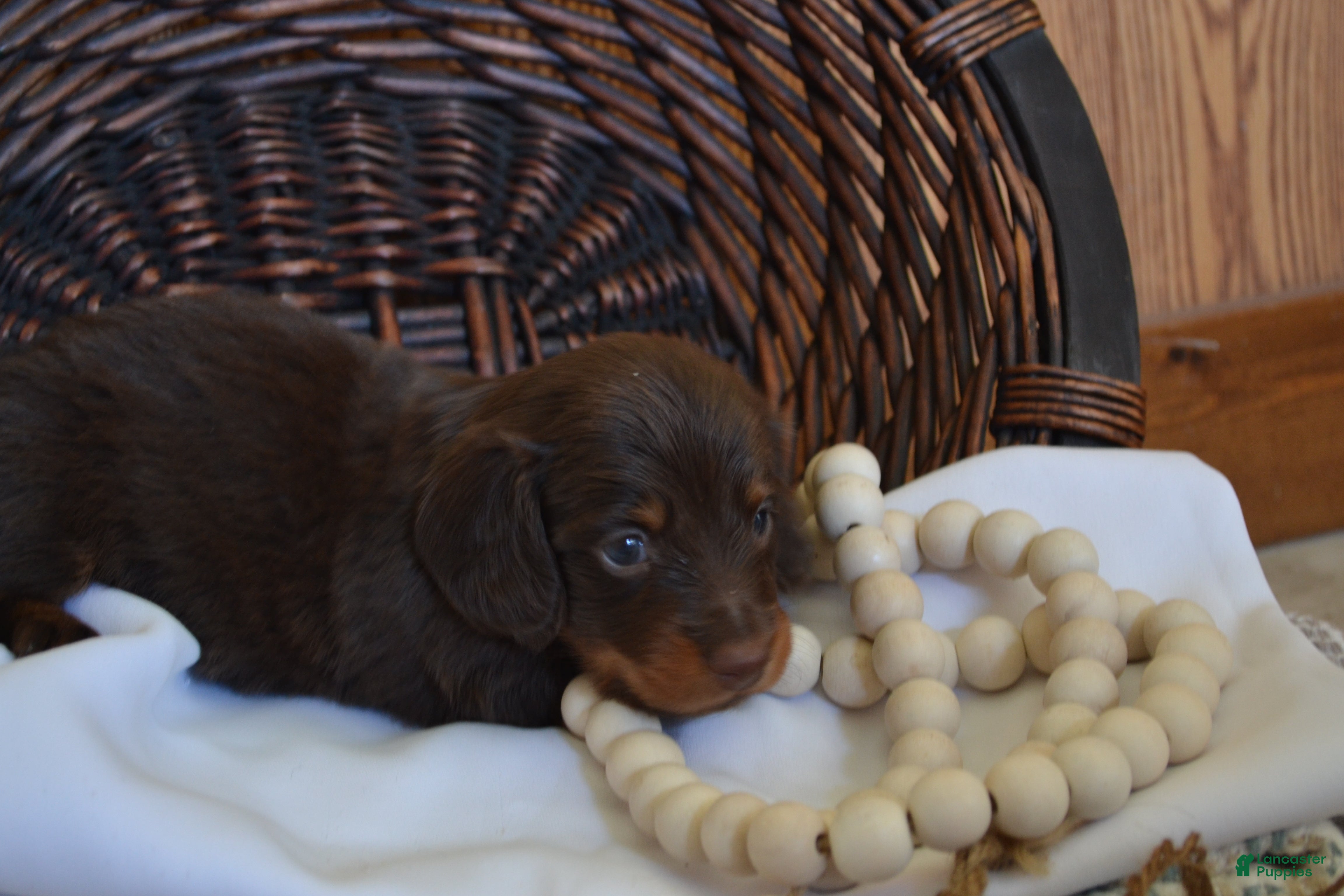 Dachshund dogs Snoopy - Ad 1