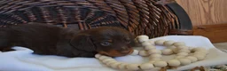 Dachshund dogs for sale: Snoopy - Ad 1
