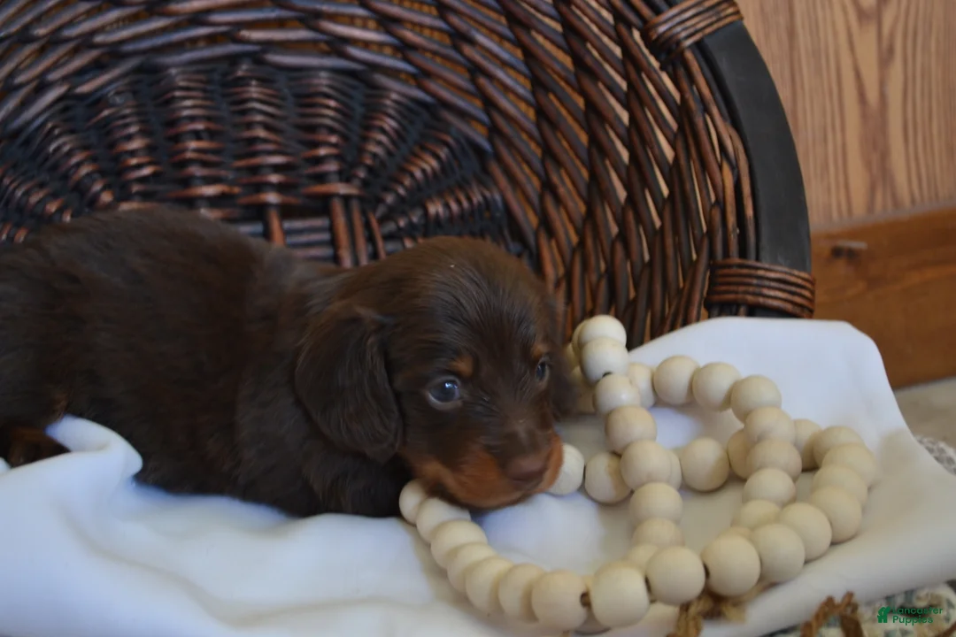 Dachshund dogs for sale: Snoopy - Ad 1