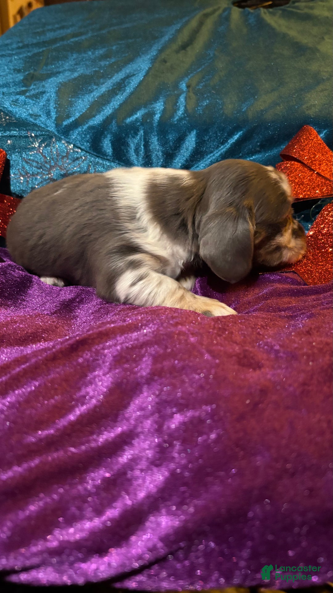 Miniature Dachshund dogs for sale: Miniature Dachshund Puppy 2 - Ad 1