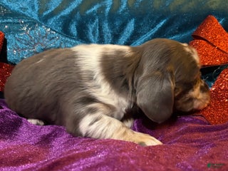 Miniature Dachshund dogs Miniature Dachshund Puppy 2 - Ad 4