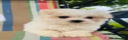 Maltese dogs for sale: Boy 1  - Ad 2
