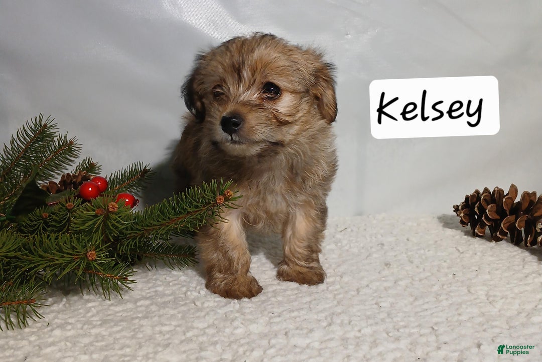 Yorkiepoo dogs for sale: Kelsey - Ad 3
