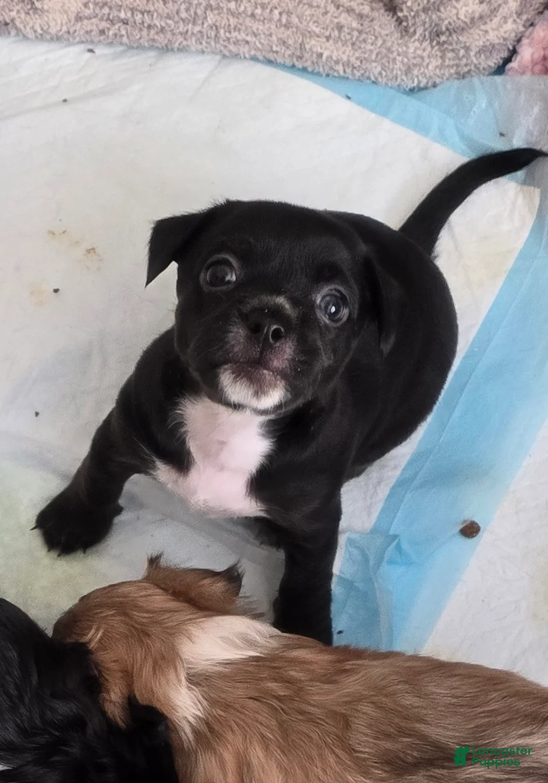 Mixed Breed dogs for sale: Mixed Breed 4 - Ad 2