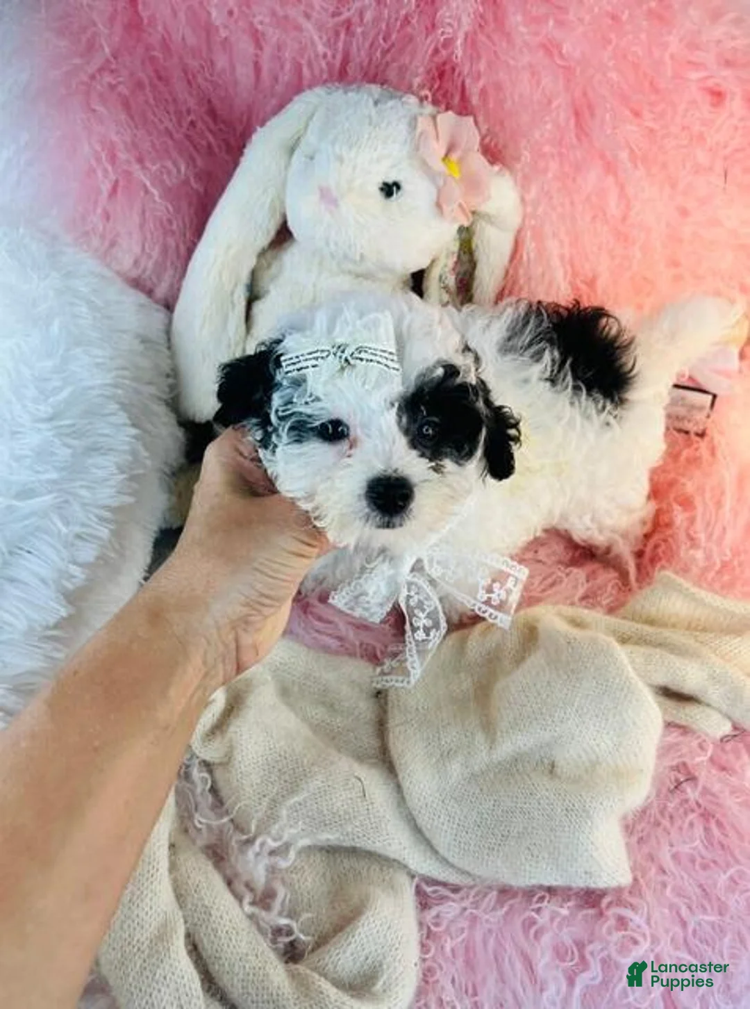 Toy Poodle dogs for sale: Toy Poodle 1 - Ad 1