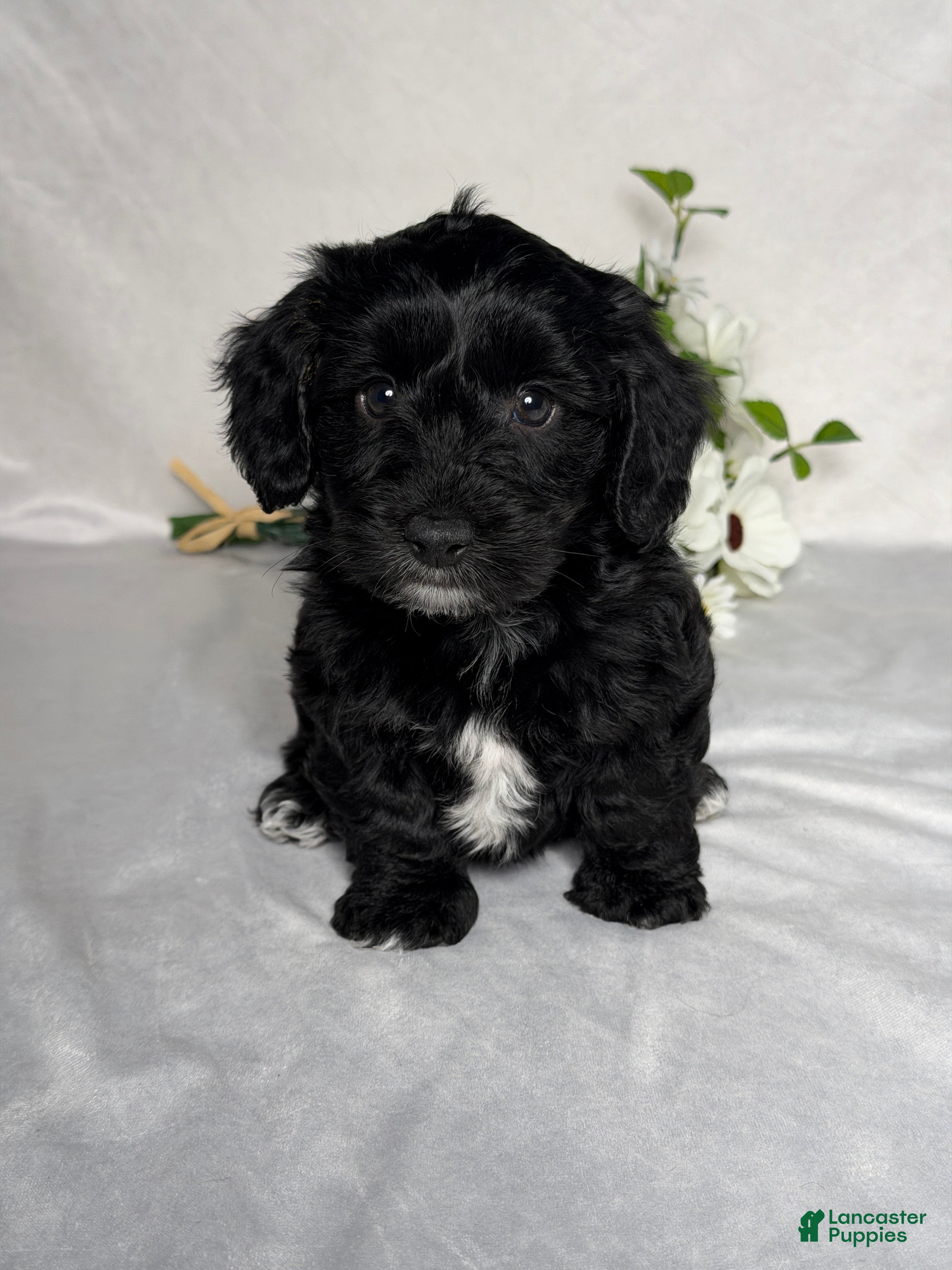 Mixed Breed dogs Leo - Ad 1