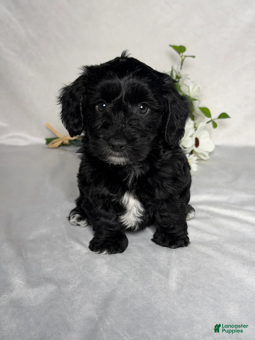 Mixed Breed dogs for sale: Leo - Ad 1