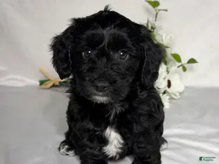 Mixed Breed dogs for sale: Leo - Ad 1