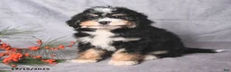 Bernedoodle dogs for sale: Chief - Ad 3