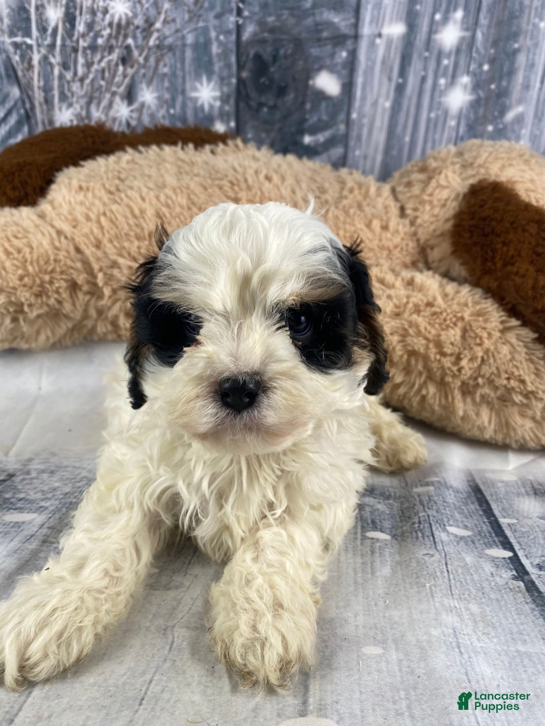 Cavapoo dogs for sale: Jovan - Ad 10