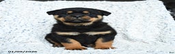 Rottweiler dogs for sale: Scout - Ad 3