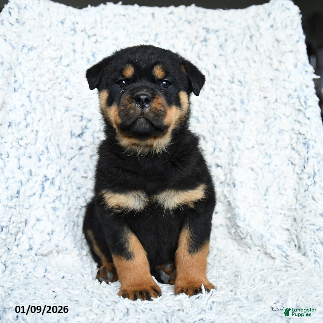 Rottweiler dogs for sale: Scout - Ad 3