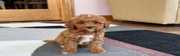 Cavapoo dogs for sale: Henry - Ad 1