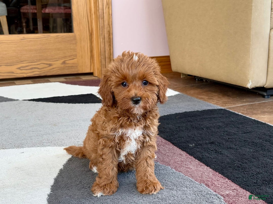 Cavapoo dogs for sale: Henry - Ad 1