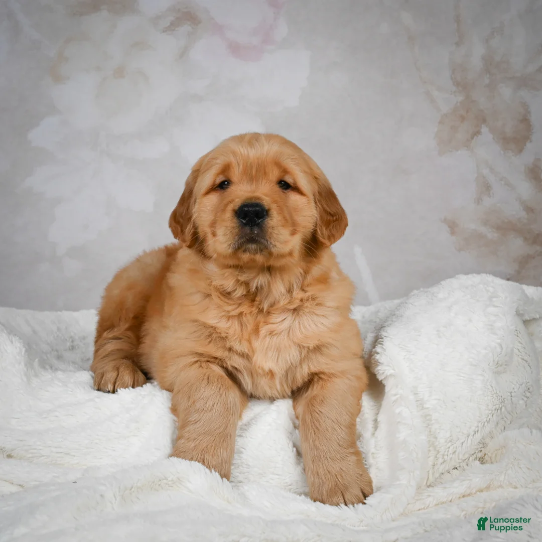 Golden Retriever dogs for sale: Rocky - Ad 7