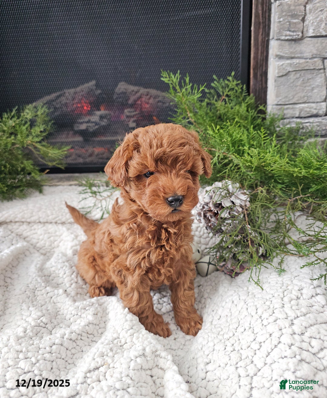 Mini Goldendoodle dogs for sale: Bee - Ad 2