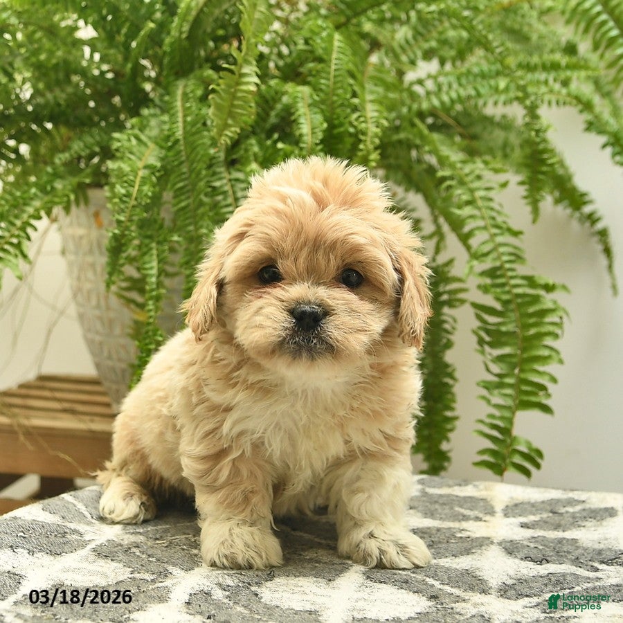 Pekapoo dogs Jett  - Ad 1