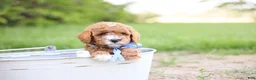 Goldendoodle dogs for sale: Auggie - Ad 7