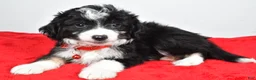 Mini Aussiedoodle dogs for sale: Gabrielle - Ad 3