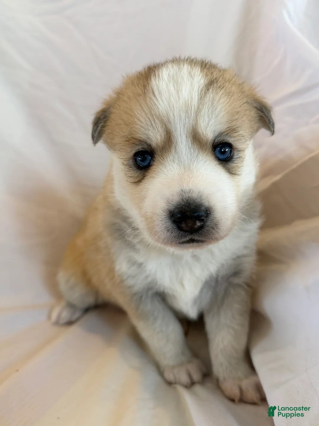 Pomsky dogs for sale: Snow - Ad 3