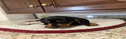 Miniature Dachshund dogs for sale: Westin  - Ad 5
