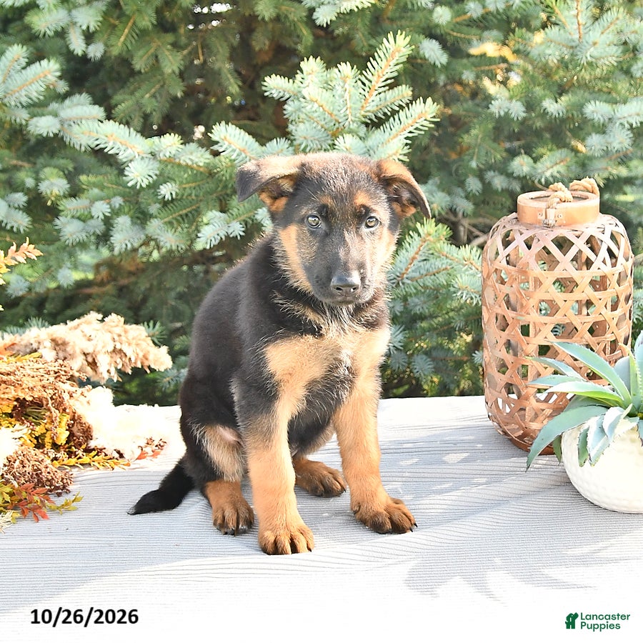 German Shepherd dogs for sale: Duke Von Haus - Ad 2