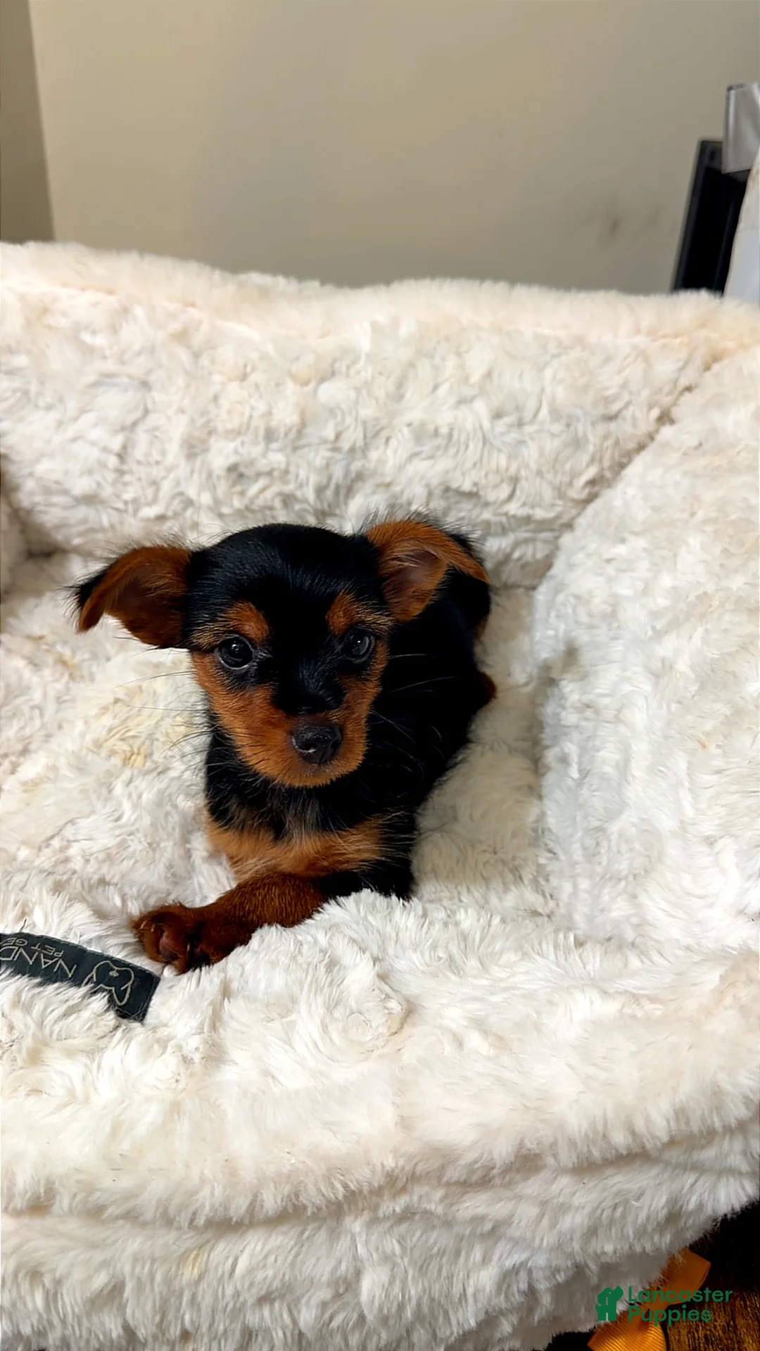 Yorkshire Terrier dogs for sale: Mila  - Ad 2