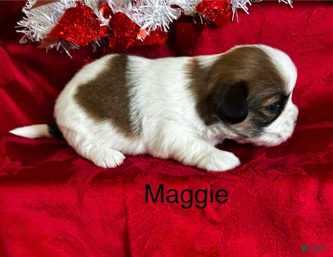 Lhasa Apso dogs for sale: Lhasa Apso Puppy 4 - Ad 2