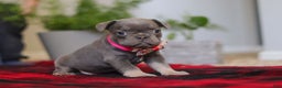 Frenchton dogs for sale: Ellie - Ad 1