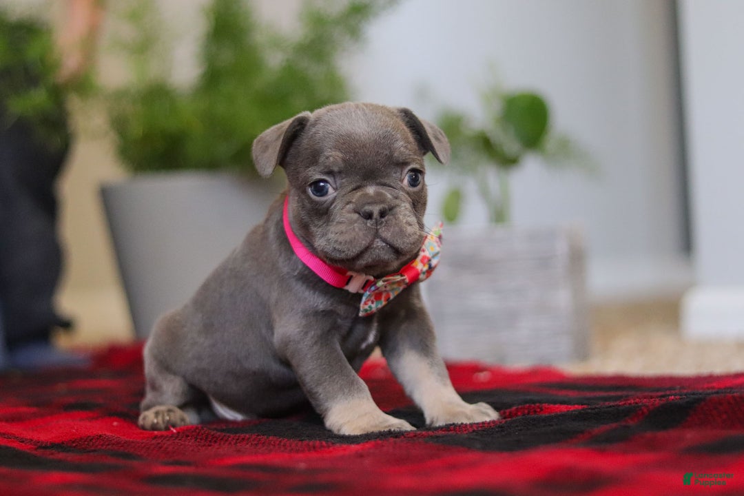 Frenchton dogs for sale: Ellie - Ad 1