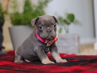 Frenchton dogs Ellie - Ad 27