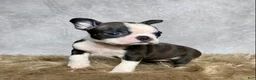 Boston Terrier dogs for sale: Luna - Ad 6
