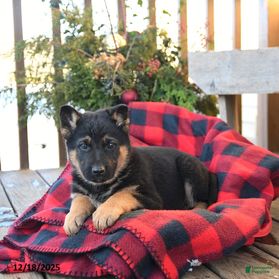 German Shepherd dogs for sale: Malerie - Ad 3