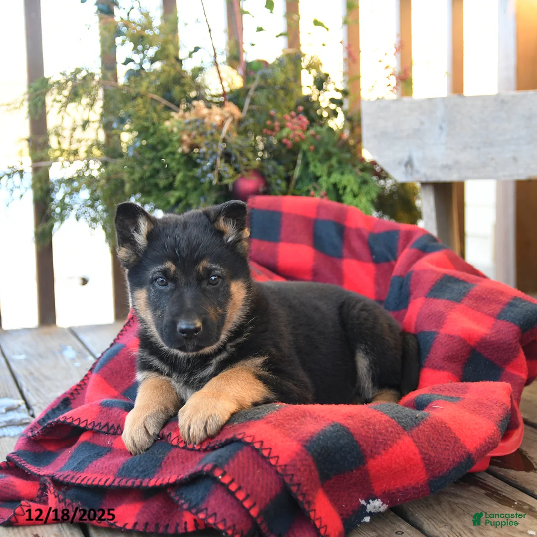 German Shepherd dogs for sale: Malerie - Ad 8