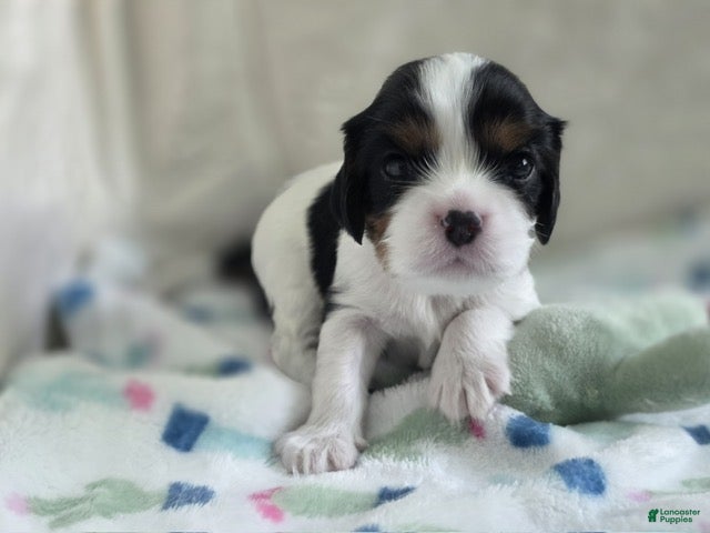 Cavalier King Charles Spaniel dogs Booba - Ad 1