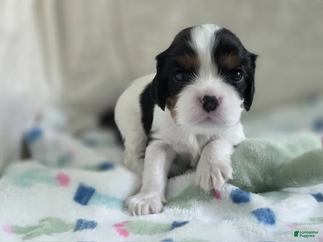 Cavalier King Charles Spaniel dogs for sale: Booba - Ad 1