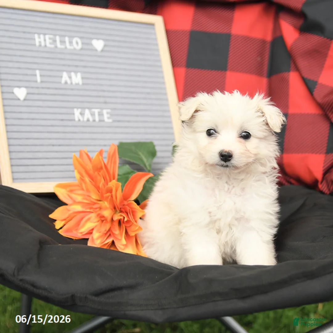 Eskipoo dogs for sale: Kate - Ad 1