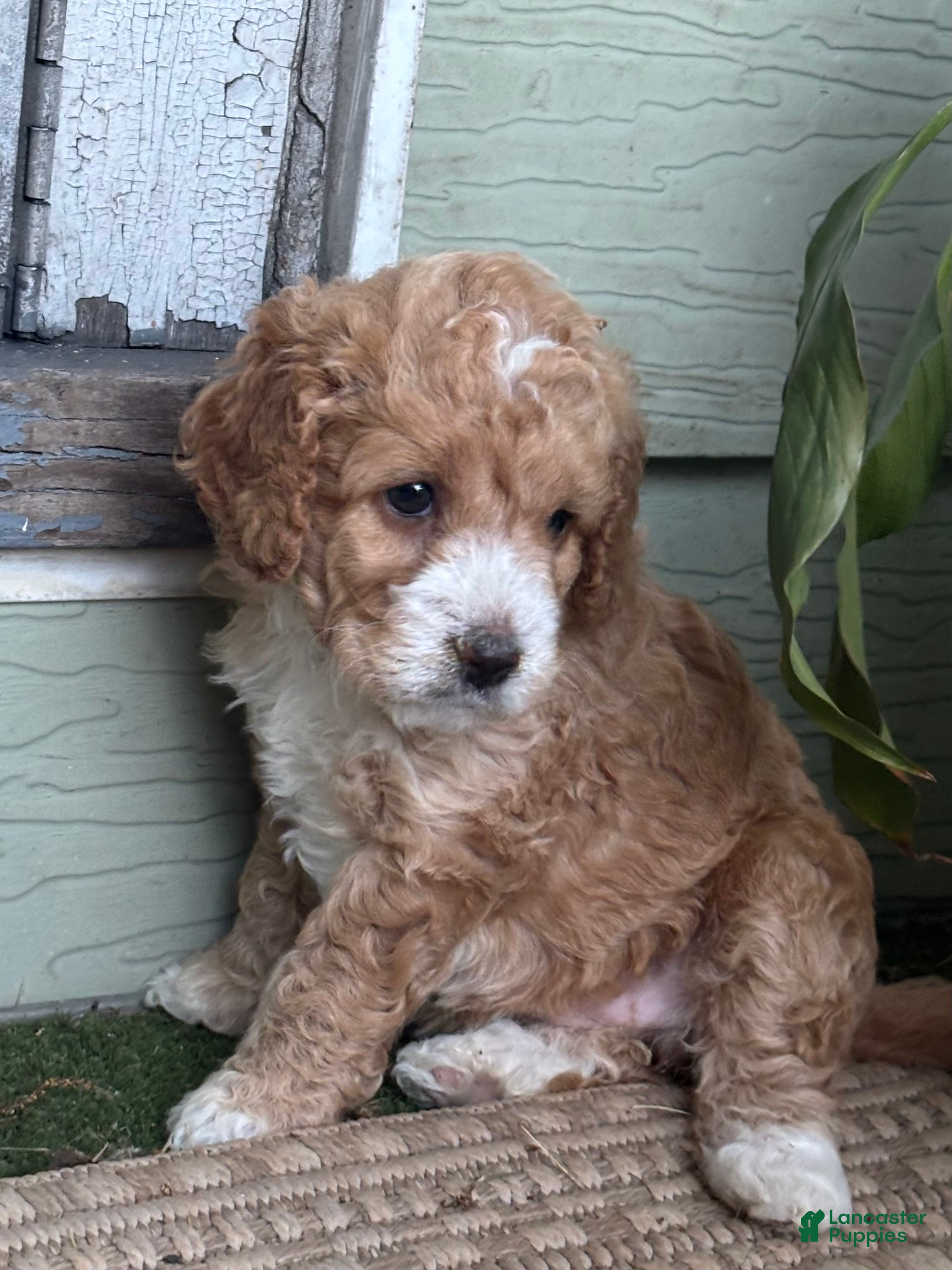 Cockapoo dogs Snuggles - Ad 2