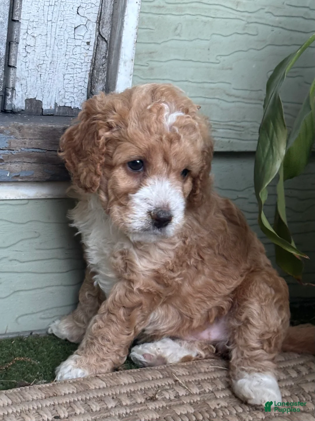 Cockapoo dogs for sale: Snuggles - Ad 2