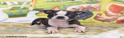 Boston Terrier dogs for sale: River - Ad 9