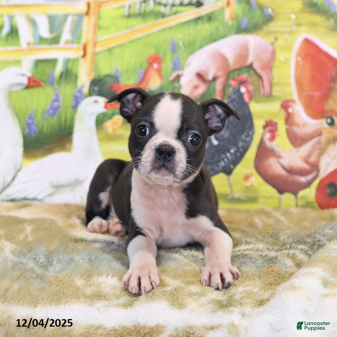 Boston Terrier dogs for sale: River - Ad 9