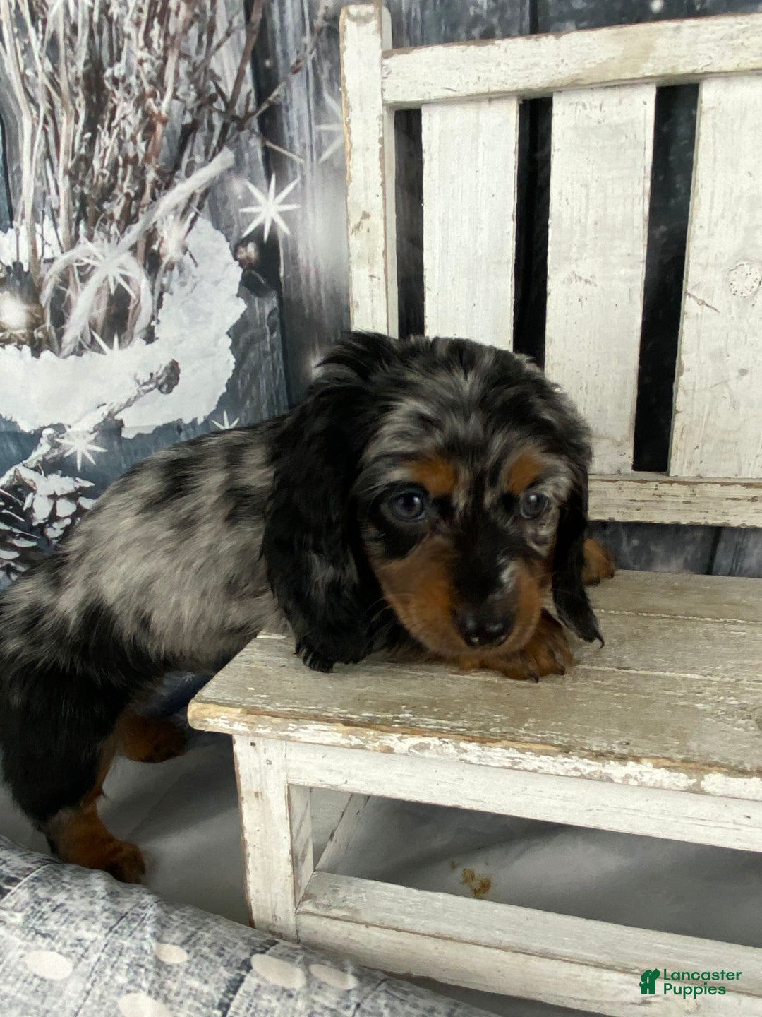 Miniature Dachshund dogs for sale: Marlow - Ad 7