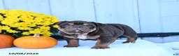English Bulldog dogs for sale: Chaz - Ad 3
