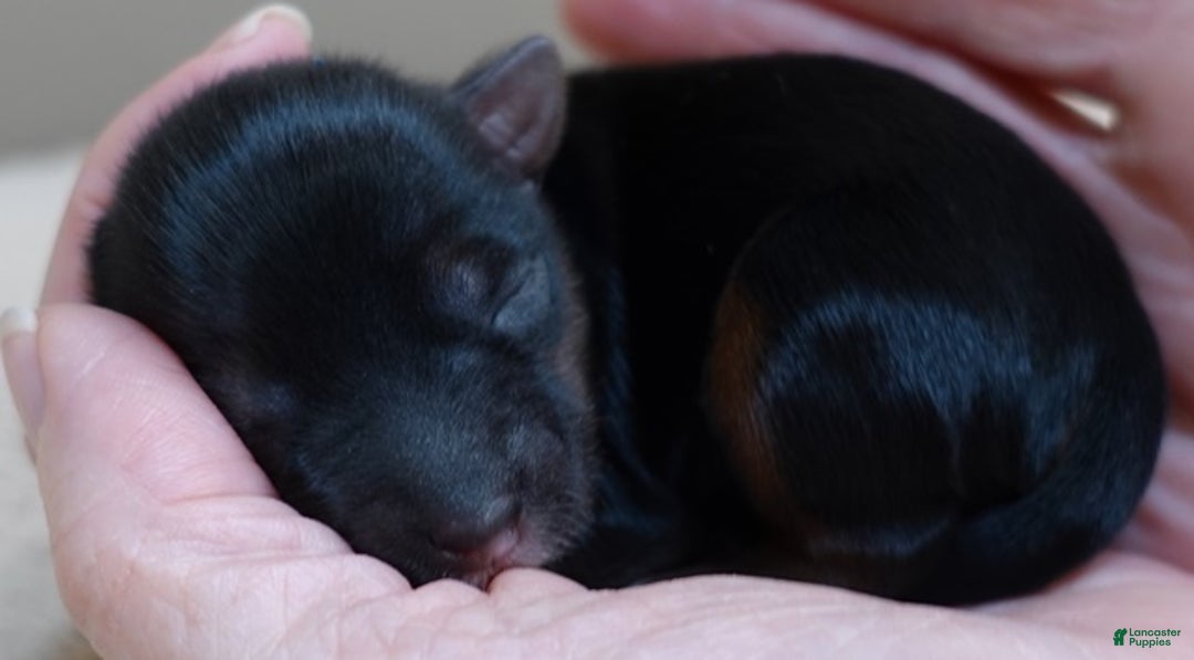 Yorkshire Terrier dogs for sale: Taj  - Ad 9