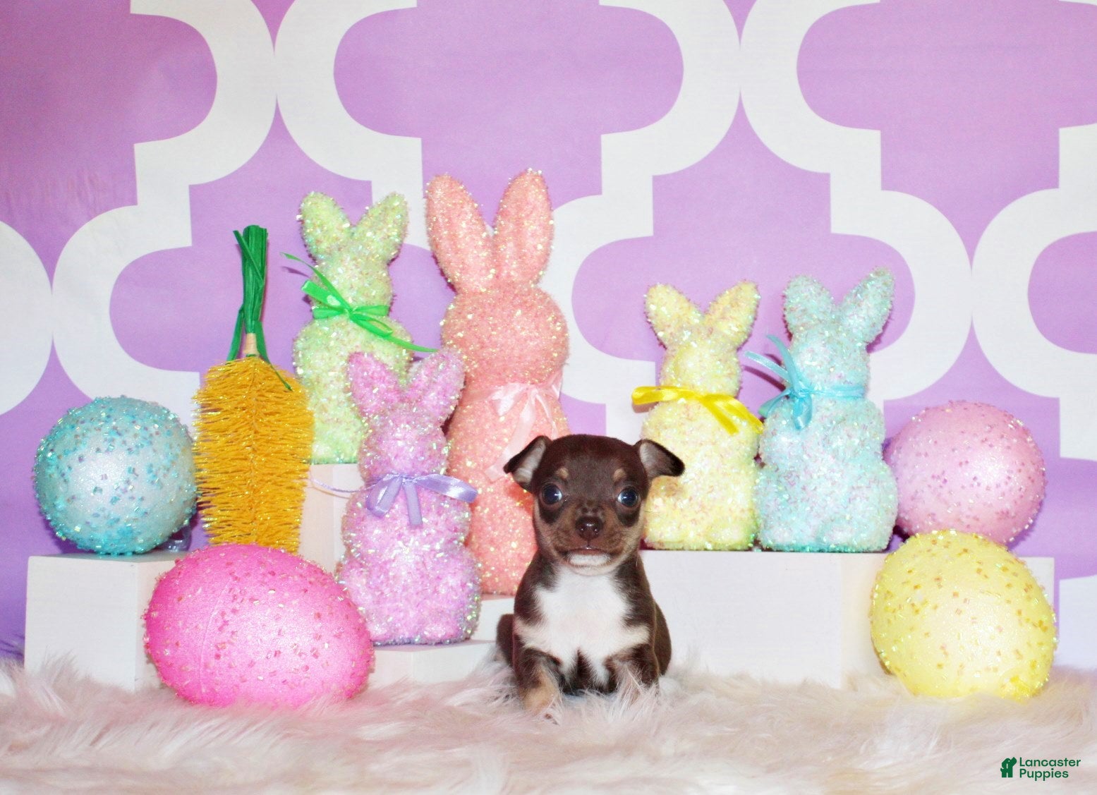 Chihuahua dogs Remus - Ad 25