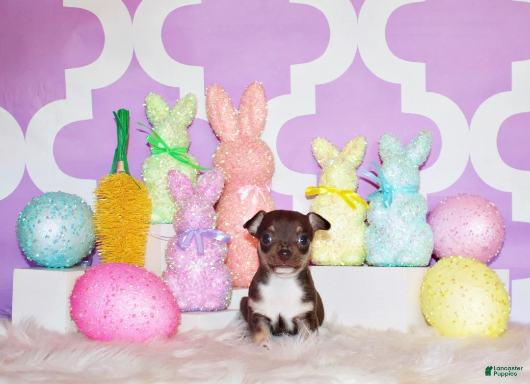 Chihuahua dogs for sale: Remus - Ad 1