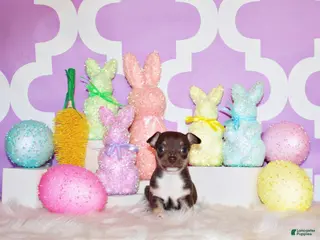 Chihuahua dogs Remus - Ad 25